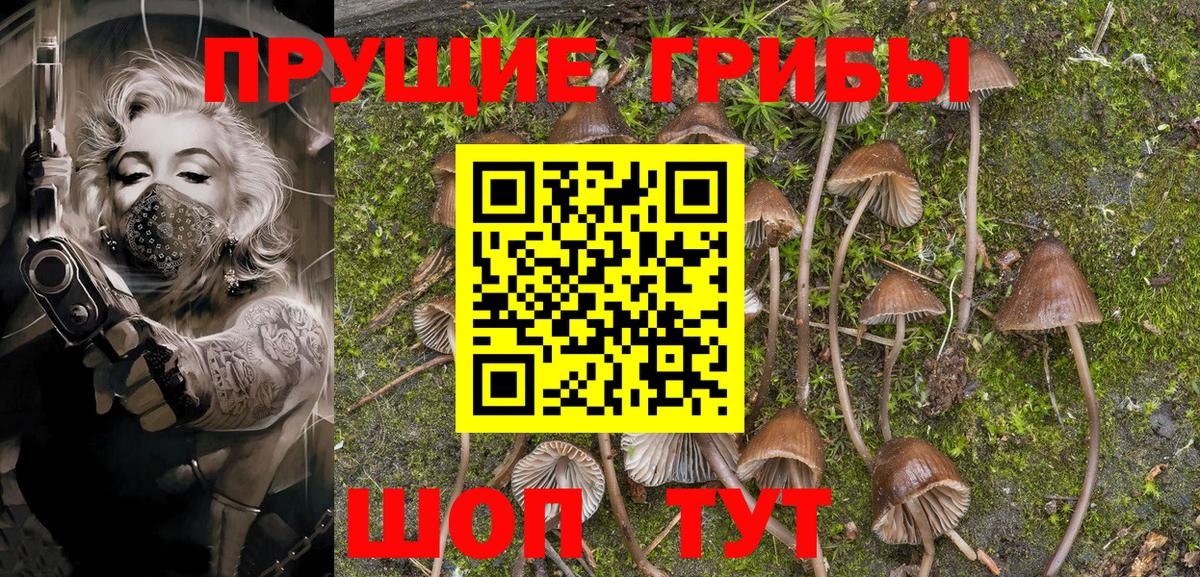 Галлюциногенные грибы Cubensis Горно-Алтайск